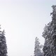 Winter Sky Through the Tops of Snow-Covered Pine Trees - VideoHive Item for Sale