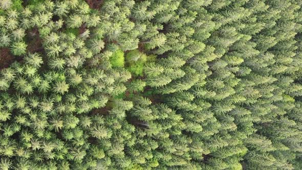 Vertical Video Aerial View of Trees in the Forest alt