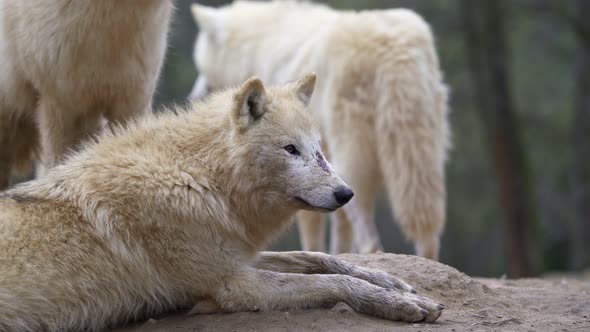 Arctic wolf (Canis lupus arctos), also known as the white wolf or polar wolf