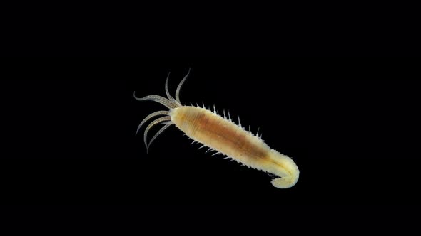 Worm Polychaeta Hypania Invalida Under a Microscope Family Ampharetidae alt