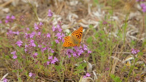 Butterfly on Wildflowers in the Field alt