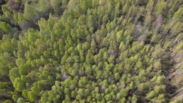 Aerial View of Green Forest Landscape with Swaying on Wind Treetops Top View