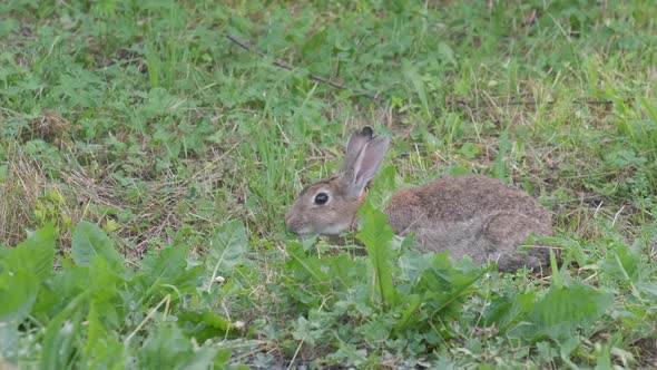 Oryctolagus cuniculus eating grass, Wild European Rabbit alt