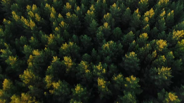 Picturesque Green Dense Forest Trees with Tops Lit by Sun alt