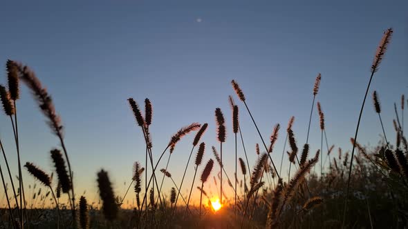 grass in a field at sunset