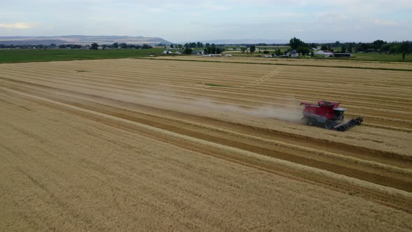 Wheat Fields 