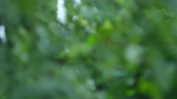 Defocused Nature Background