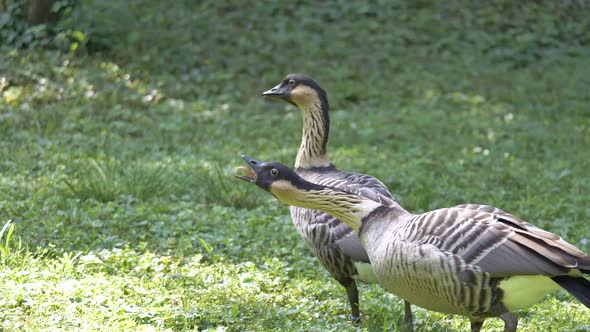 Couple of wild gooses chattering outdoors on green meadow during sunny day,close up shot alt