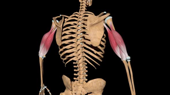 Triceps Muscles On Skeleton alt