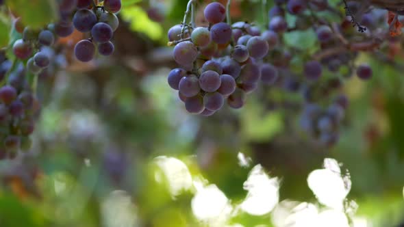 Violet Wine Grapes Growing on a Bush Waving in the Wind, Slow Motion Close-up Shot alt