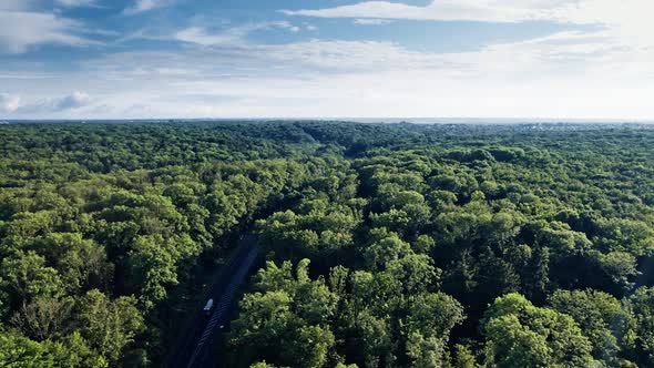 Succulent Green Forests on Both Sides of Road alt