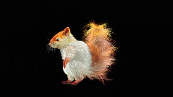 81 Squirrel House Dancing HD alt