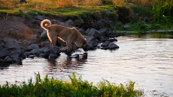 The Dog is Drinking Water alt