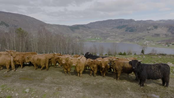 Highland cattle with long horns and shaggy coats standing in pasture; aerial alt