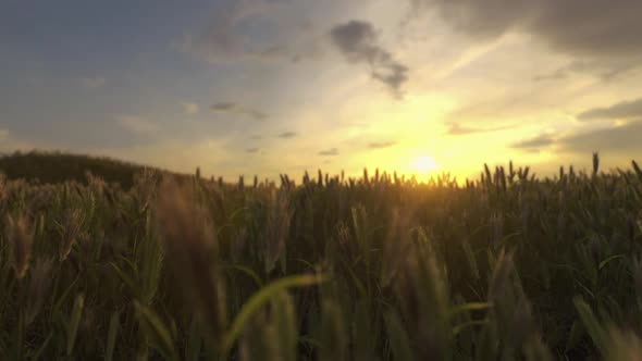 Landscape Fantastic Sunset On The Wheat Field
