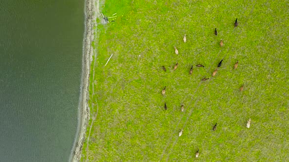 Freerange cows grazing on green pasture next to river, top down aerial alt
