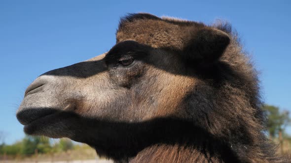Portrait of a Cute Camel in the Zoo Under the Sunlight on a Blue Sky Background alt