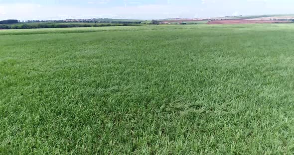 Inland sugar cane cultivation in São Paulo, Brazil. Aerials with drone in 4k. alt