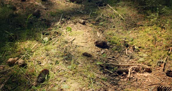 Forest with Large Pines Permeated with Sunlight alt