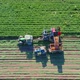 Harvesting carrots. A harvester with a conveyor collects ripe carrots.
