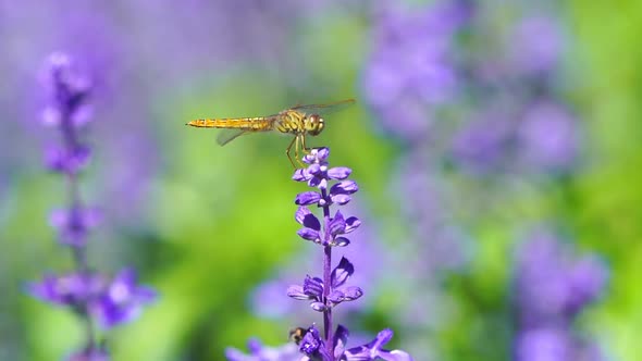 panning shot of dragonfly on Lavender flower
