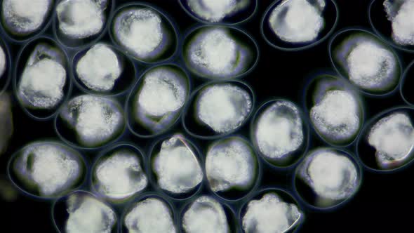 Eggs with Mollusca Nudibranchia Embryos Under a Microscope Possibly Superfamily Fionoidea alt