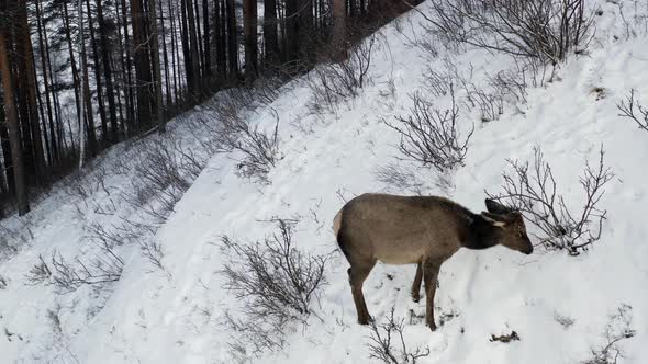 A Baby Wild Maral Grazes in the Forest in Winter