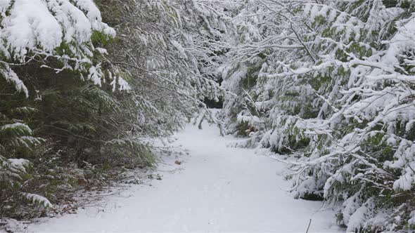 Beautiful Hiking Trail in the Forest alt