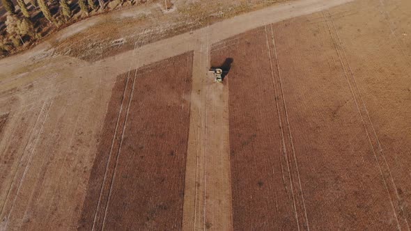 A Combine Harvests Crop in Field alt