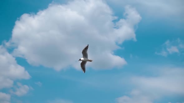 Seagull Flying Against The Blue Sky With Clouds. Slow Mo 3