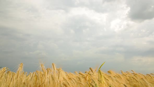 Yellow Spikelets Of Wheat In Cloudy Weather Before The Rain