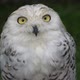 White arctic owl - VideoHive Item for Sale