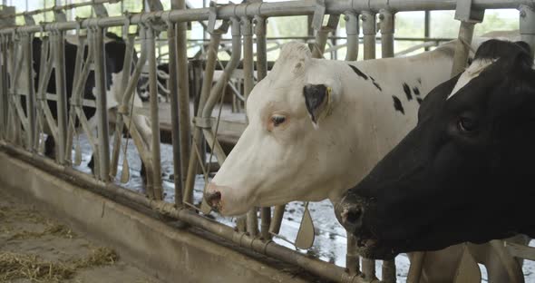 Cows are Eating Fodder in the Cowhouse