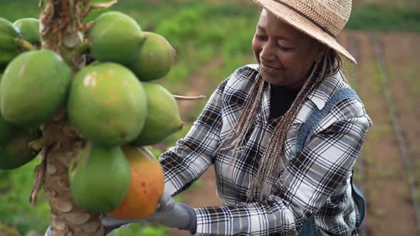 Senior African farmer working in countryside picking up organic papaya fruits alt