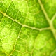 Green Leaf Analysis - VideoHive Item for Sale