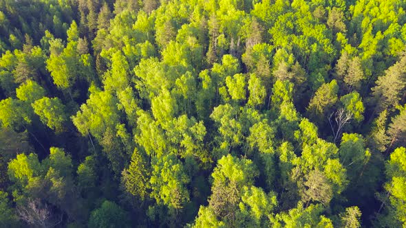 Wide Open Spaces of the Forest Tall Green Coniferous Trees Aerial View alt