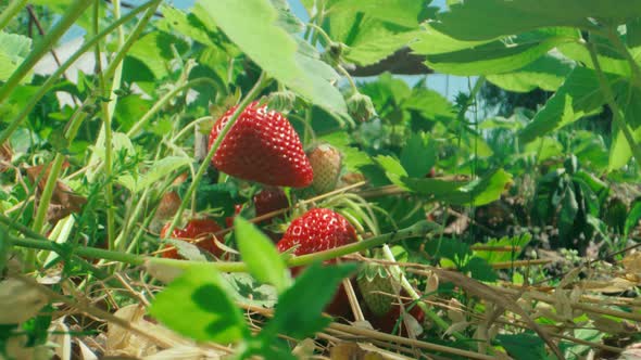 Ripe organic strawberry bush in the garden close up