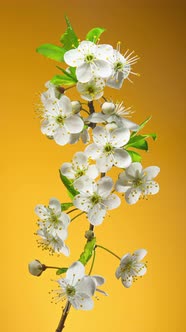 Time Lapse of Cherry Blossom Branch on Yellow Background Vertical 9:16