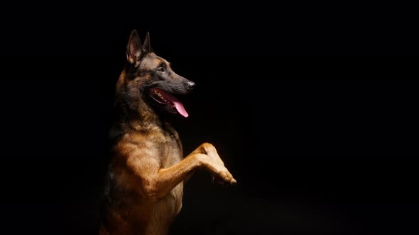 Shorthair Brown Malinois Bard Dog Standing on Back Legs on Black Background Side View alt