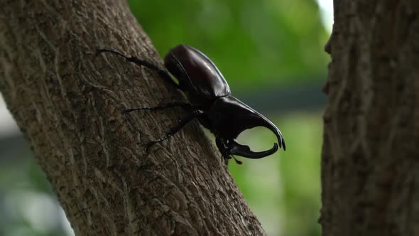 Close Up Of Siamese Rhinoceros Beetle Or Fighting Beetle On The Tree alt