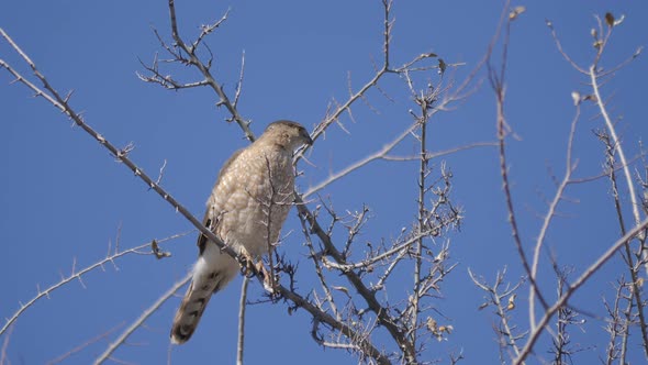 Cooper's Hawk Takes Flight in Slow Motion