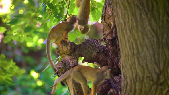 Three Common Squirrel Monkeys Looking for Food on a Tree alt
