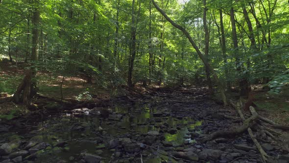 Flying Over River in Forest