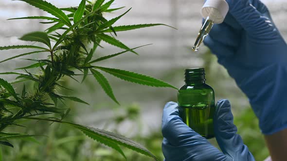 Cinematic shot of marijuana cannabis weed plants growing farm. Shot in 4K alt