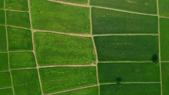 Aerial view green field pattern background alt