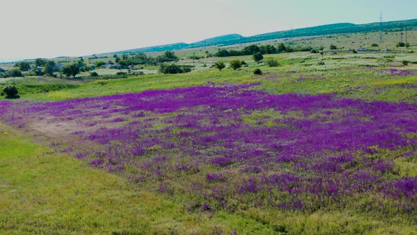 A Field of Beautiful Purple Flowers