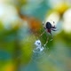 A Spider Building Its Web in forest - VideoHive Item for Sale
