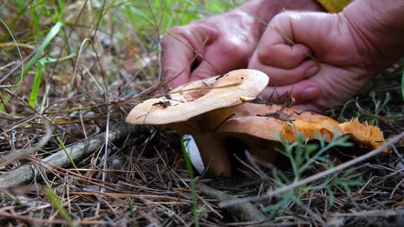 Mushroom picker in the forest cuts mushrooms with a knife alt