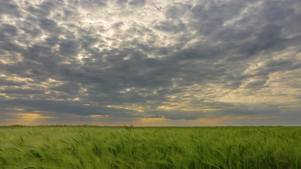 Dramatic Sky Over Green Rye Field