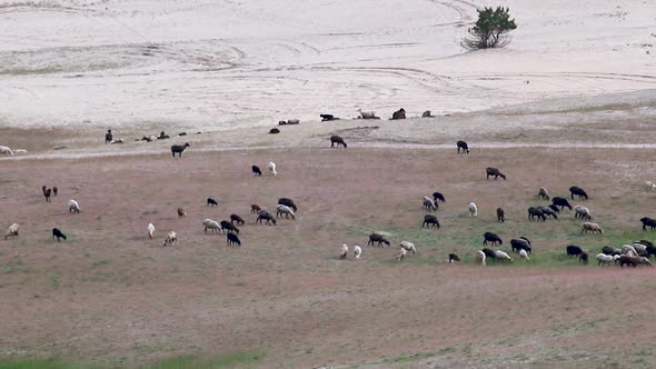 Desert in spring distant view on goat pasture